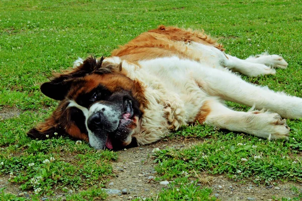 Çiftleşen köpek, çoban hayvanların koruyucusu.