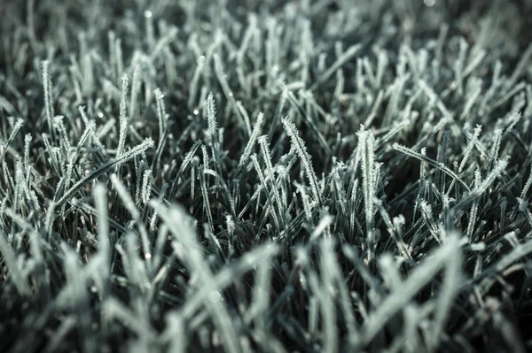 Fall - below zero, first frost on the lawn