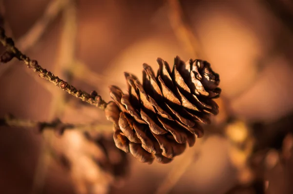 Autumn - pinecone one a branch — Stock Photo, Image