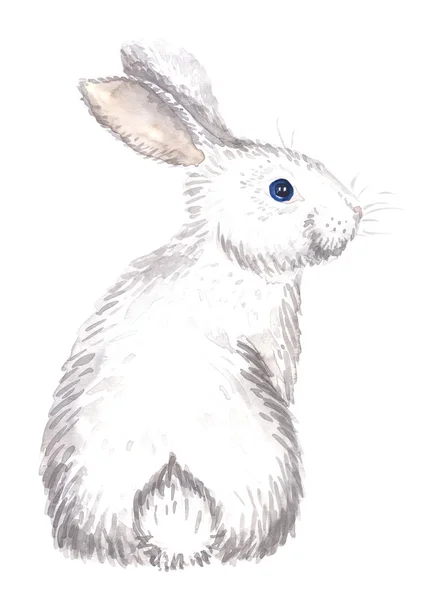 Lapin blanc isolé — Photo