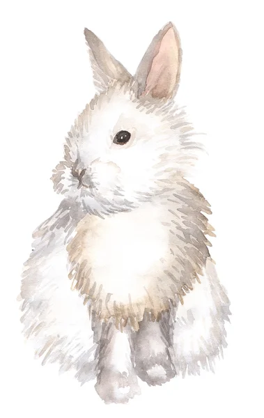 Kelinci putih terisolasi — Stok Foto
