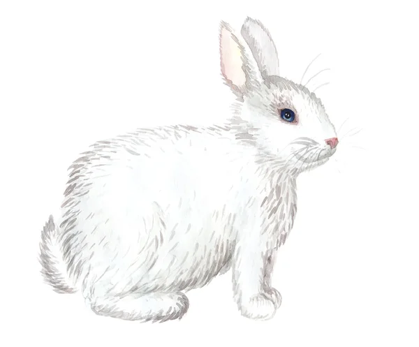 Weißes Kaninchen isoliert — Stockfoto