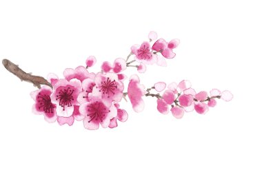 sakura çizilmiş Şubesi