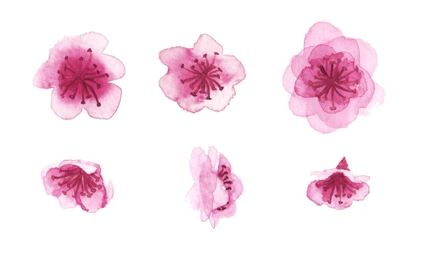 Flores sakura desenhadas à mão — Fotografia de Stock