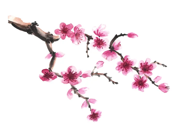 Ręcznie rysowane oddział sakura — Zdjęcie stockowe