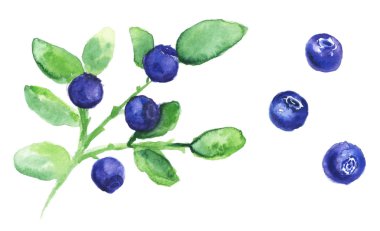 Böğürtlenli beyaz izole