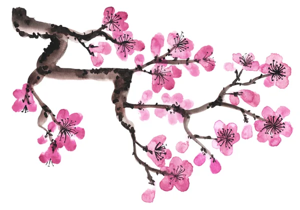 Handgetekende tak van sakura — Stockfoto