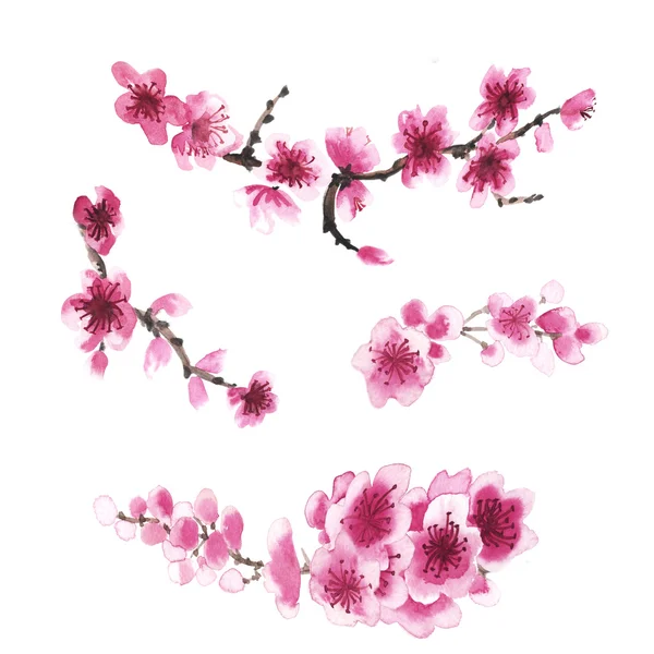 桜の枝を手描き — ストック写真
