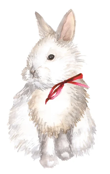 Witte konijn geïsoleerd — Stockfoto