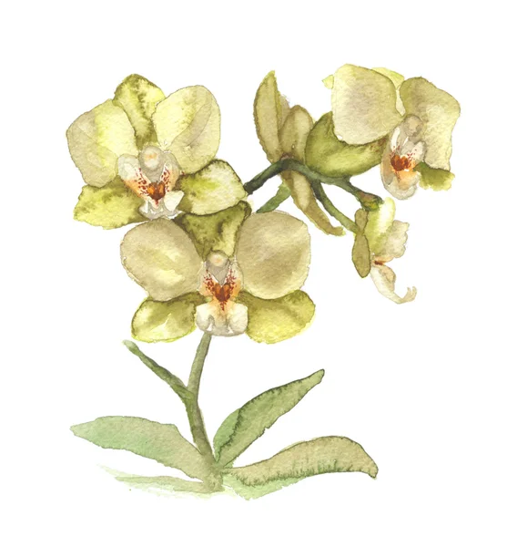 Ilustración de orquídea blanca — Foto de Stock