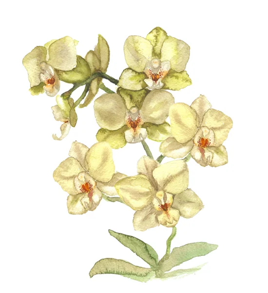 Ilustración de orquídea blanca — Foto de Stock