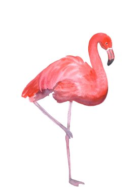 pembe flamingo izole