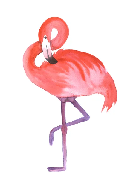 Roze flamingo geïsoleerd — Stockfoto