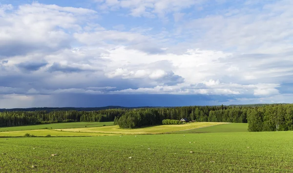 Rainbow on meadow — Stock Photo, Image