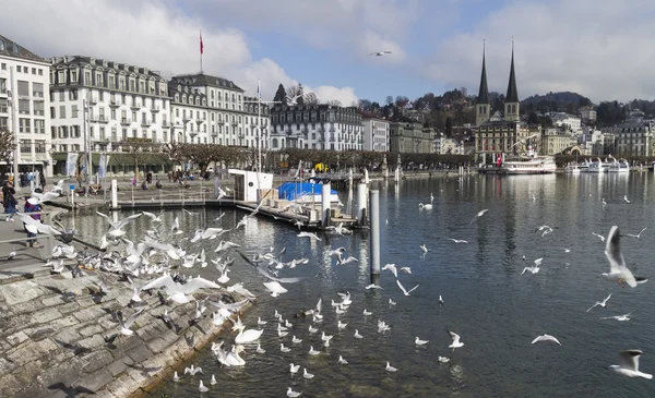 Lucerne — Stock Photo, Image