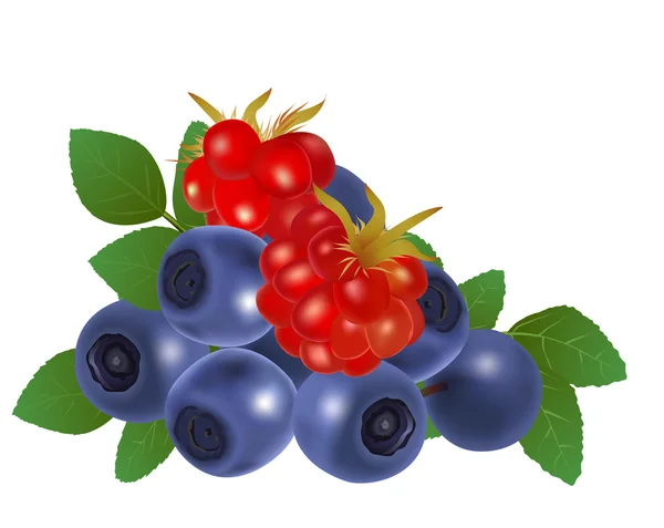 Blaubeeren und Himbeeren — Stockvektor