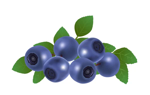 Blueberries — Stock Vector