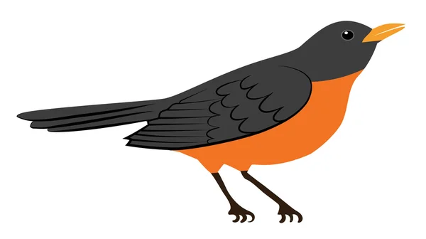 Robin Bird. — Vector de stock