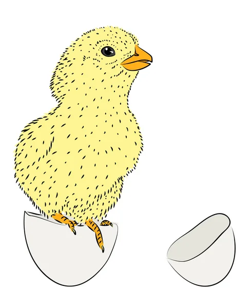 Poulet nouveau-né — Image vectorielle