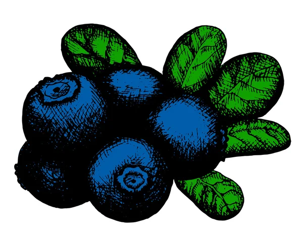 Skitse af blåbær – Stock-vektor