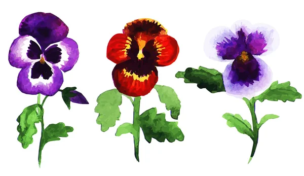 Pansies. — Vetor de Stock