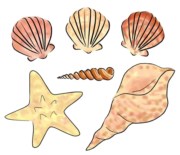 Conjunto de conchas marinhas —  Vetores de Stock