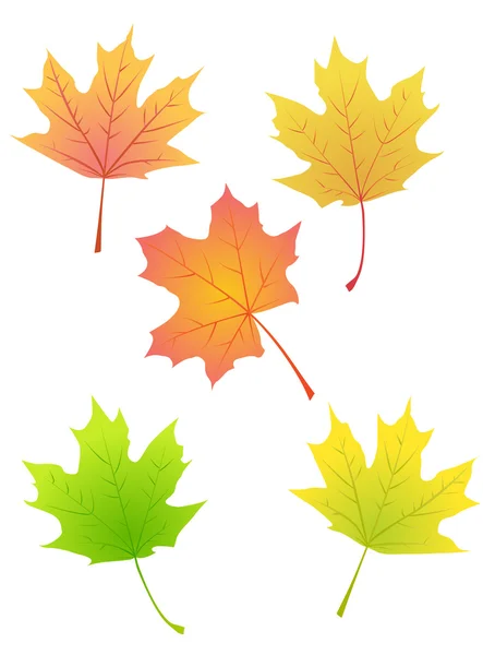Arce hojas de otoño — Archivo Imágenes Vectoriales