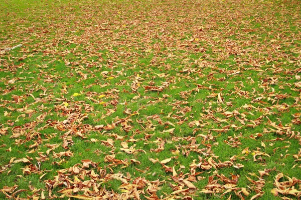 Yeşil çimlerde sonbahar yaprakları