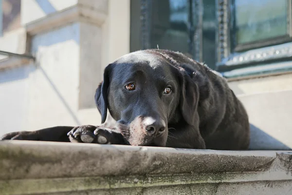 Köpek sahibini için bekliyor
