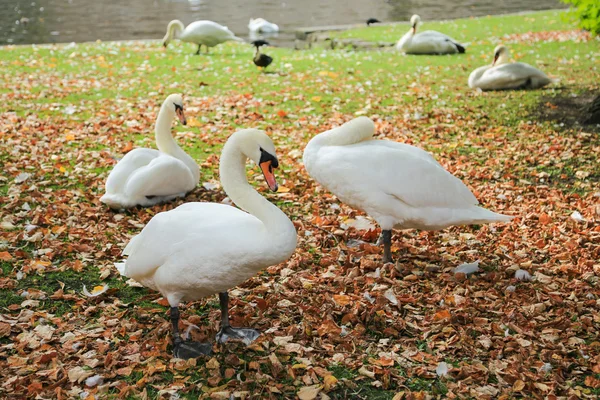 Cisnes cerca del canal en Brujas —  Fotos de Stock