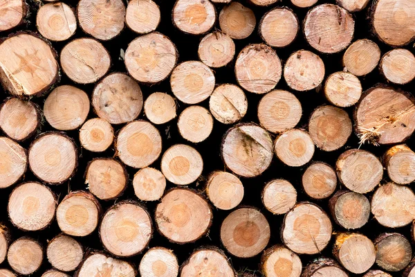 Mucchio di tronchi di legno pronti per l'inverno Fotografia Stock