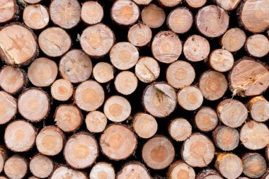 Kışa hazır odun yığını