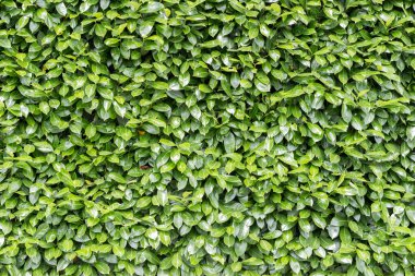 Yeşil Yapraklar duvar arkaplanı