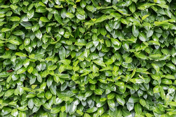 Fondo de pared hojas verdes —  Fotos de Stock