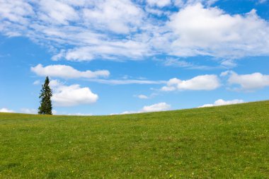 Yeşil çimenli ve mavi gökyüzüyle manzara