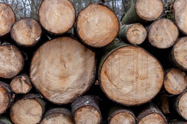 Yığılmış ağaç gövdelerini kes