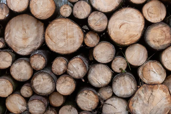 Cortar Troncos Árbol Apilados —  Fotos de Stock