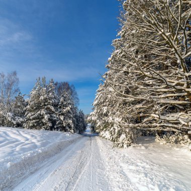 Ormandaki beyaz kış manzarasında yol 