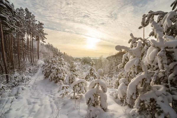 Ormandaki Beyaz Kış Manzarası — Stok fotoğraf
