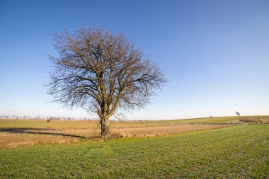 Bir sonbahar mevsiminde tarlada büyüyen bir ağaç..