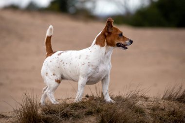 Genç Jack Russell Terrier çimlerin üzerinde
