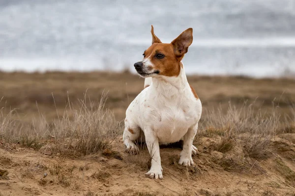Retrato Jack Russell Terrier Areia — Fotografia de Stock
