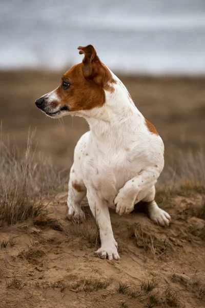 Retrato Jack Russell Terrier Areia — Fotografia de Stock