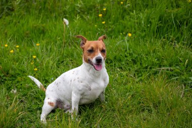 Genç Jack Russell Terrier çimlerin üzerinde