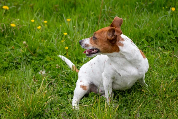 Fiatal Jack Russell Terrier Fűben — Stock Fotó