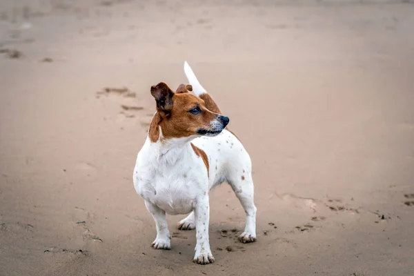 Retrato Jack Russell Terrier Arena — Foto de Stock