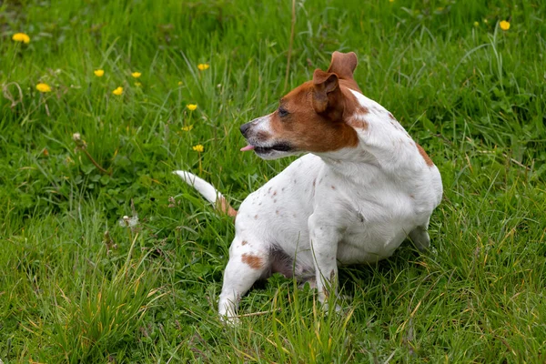 Jovem Jack Russell Terrier Grama — Fotografia de Stock