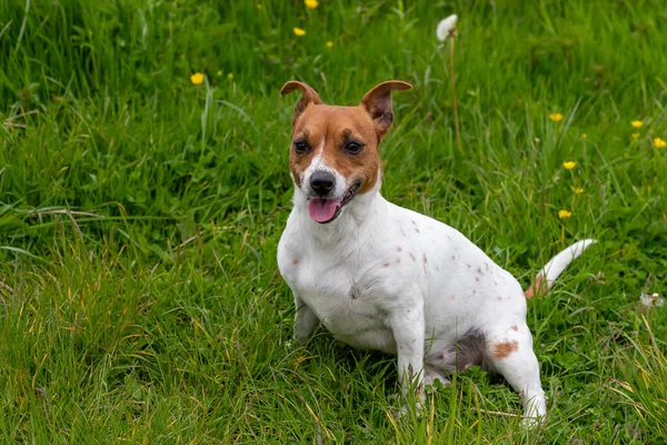 Unge Jack Russell Terrier Gräset — Stockfoto