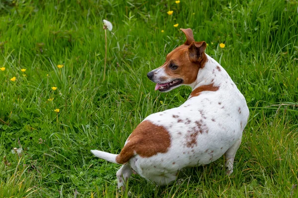 Joven Jack Russell Terrier Hierba — Foto de Stock