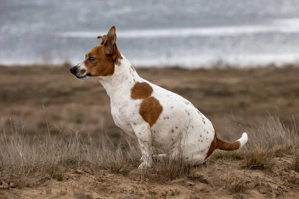 Jack Russell Terrier Sanden — Stockfoto